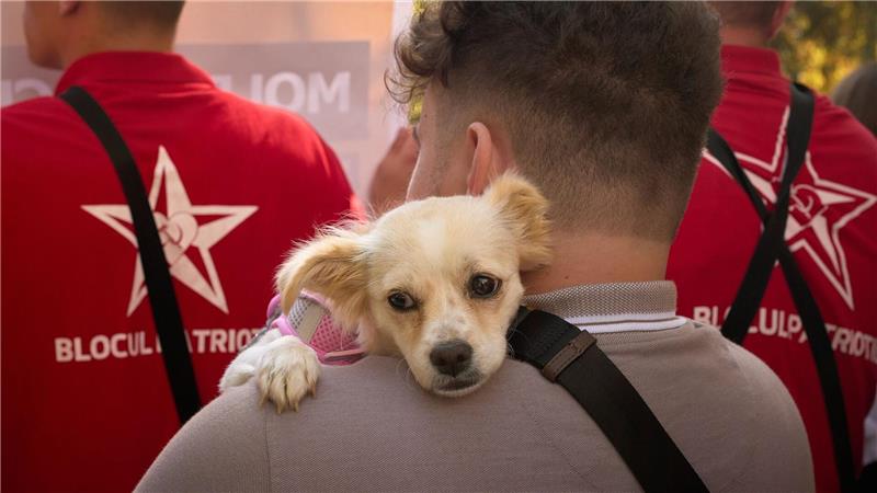 Wird Moldau vor die Hunde gehen? Ein Teilnehmer trägt bei der Kundgebung einer russlandfreundlichen Gruppierung in Chisinau einen Hund. Am 28. September wird in Moldau ein neues Parlament gewählt. Die proeuropäische Präsidentin warnt vor einer Einmischung Russlands.