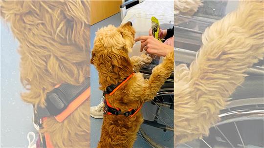 Wird ausgebildet für den Einsatz im Krankenhaus: Therapiehund Lotte. Foto: Asklepios