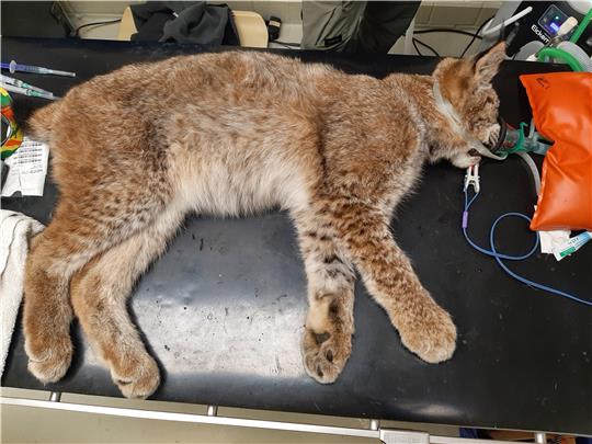 Wird untersucht und aufgepäppelt: Dieser etwa sechs Monate alter Luchs lief Anfang Dezember in der Nähe von Immenrode in eine Waschbärenfalle. Jetzt befindet er sich in der Artenschutzstation Sachsenhagen bei Hannover.