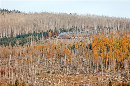 Wirkt sich die Situation des Waldes im Harz auf die Gästezahlen aus? Über diese und andere Fragen rund um die Folgen des Klimawandels tauschen sich die Bürgermeister von Fremdenverkehrskommunen aus. Foto: GZ-Archiv