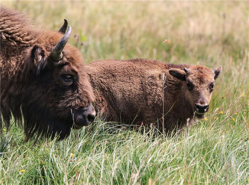 Wisente-Artenschutzprojekt vor dem Aus: Wie geht es weiter? Wisente stehen in der Wildnis im Sauerland auf einer Wiese.