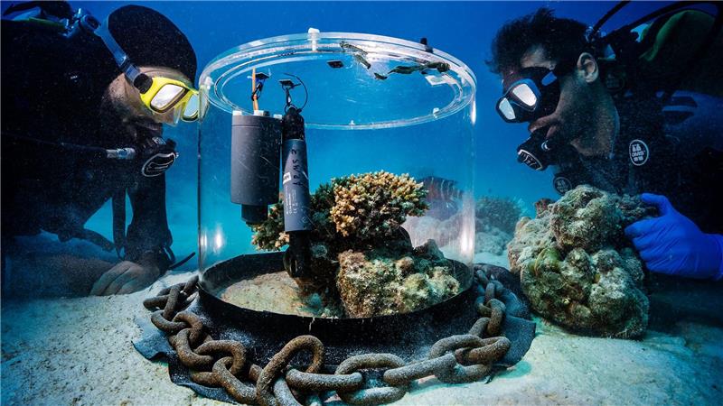 Spektakuläre Fotos zeigen Forscher bei der Arbeit Wissenschaftler untersuchen im Roten Meer Korallen in einem Inkubator.