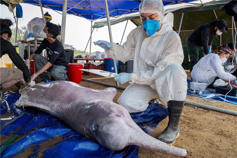 Staaten wollen das Aussterben von Flussdelfinen verhindern Wissenschaftler untersuchen im brasilianischen Tefe tot aufgefundene Flussdelfine. Die weltweite Population ist stark zurückgegangen.