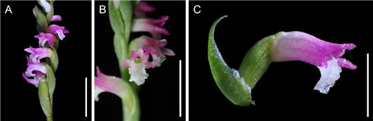 Wissenschaftler zeigen sich begeistert von «Spiranthes hachijoensis»: Mit ihren rosafarbenen Blütenblättern gleiche die neue Orchideen-Art künstlerischen «Glasarbeiten».