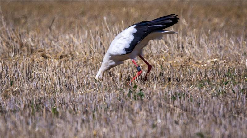 Bilder des Tages Wo ist die Maus? Ein Storch sucht auf einem abgeernteten Getreidefeld in Mecklenburg-Vorpommern nach Futter.