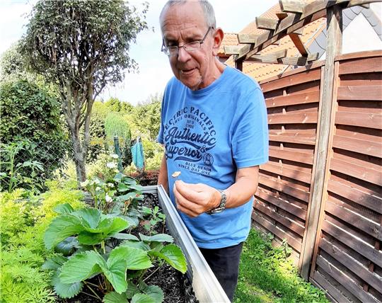 Wo nicht überall Pilze gedeihen. Selbst im Hochbeet von Hans und Birgit Manhart wird ein Sucher fündig. Foto: Potthast