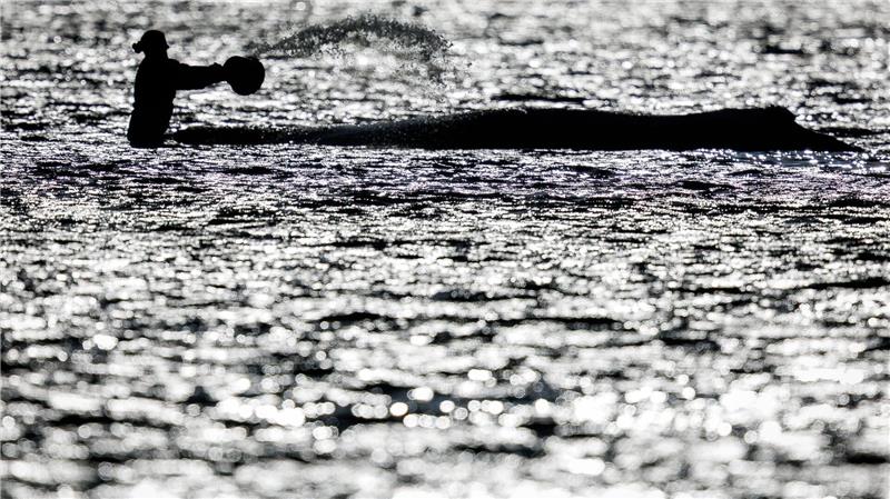 Buckelwal lebte nach Freisetzung nur noch maximal fünf Tage Wochenlang war vor der Insel Poel viel Trubel um den stark geschwächten Wal. (Archivbild)