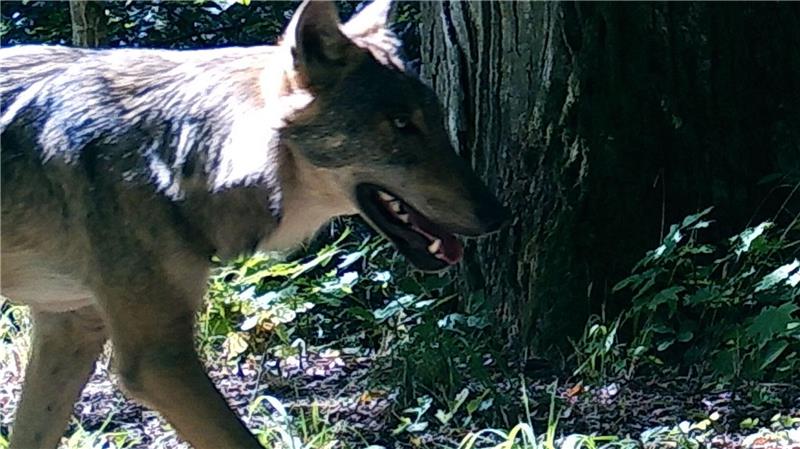 Wölfe bleiben scheu – selbst in streng geschützten Gebieten Wölfe behalten ihre Furcht vor Menschen auch dort, wo sie unter Schutz stehen.