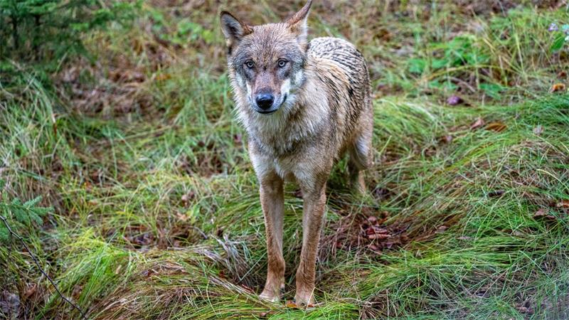 Wölfe sind nun jagdbare Tiere. (Archivbild)