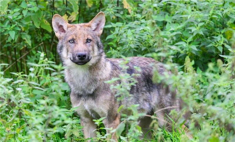Schnellverfahren: Wolf soll zum Abschuss freigegeben werden Wölfe stehen unter strengem Naturschutz und dürfen nur mit einer behördlichen Ausnahmegenehmigung unter strengen Voraussetzungen geschossen werden.