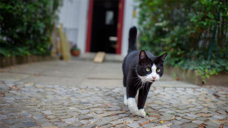 Wohin schleicht der Kater draußen? 