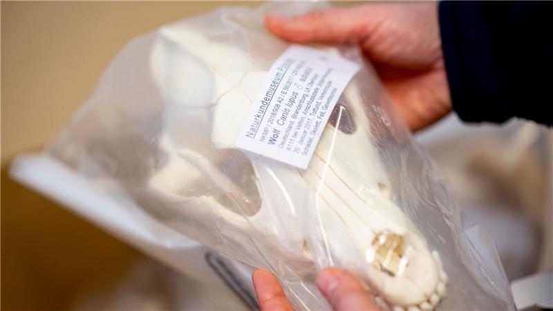 Wolfsschädel in Plastik verpackt - er gehört zur Sammlung im Naturkundemuseum Potsdam. 
