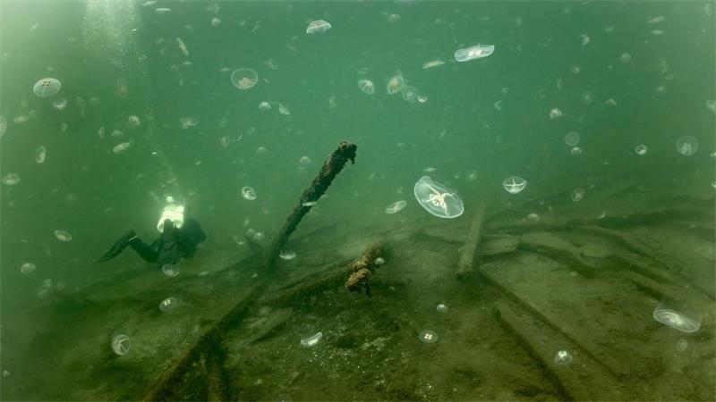 Schiffswrack von 1495: Munitionskiste und Kettenhemd Wrack des 1495 gesunkenen Kriegsschiffs „Gribshunden“ in Südschweden.