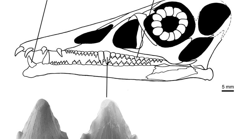 Zähne des Flugsauriers Eudimorphodon