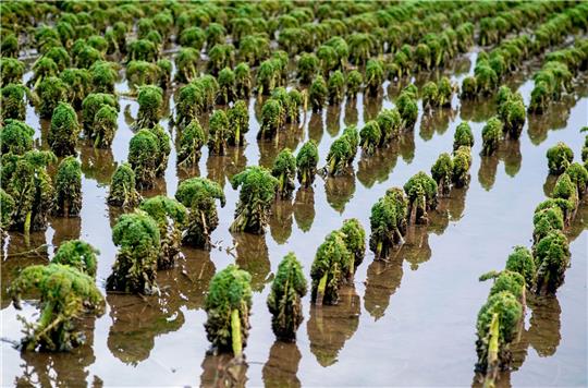 Zahlreiche Grünkohlpflanzen wachsen auf einem Feld, das teilweise noch überflutet ist.