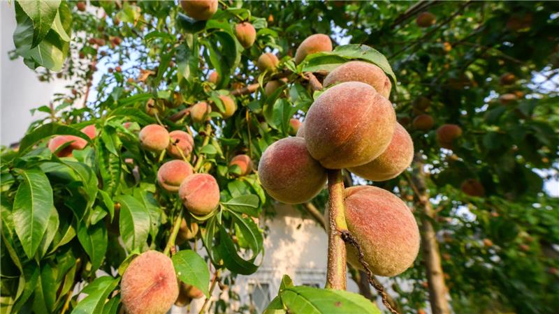 Bilder des Tages Zahlreiche Pfirsiche wachsen auf einem Pfirsichbaum in der Region Hannover.