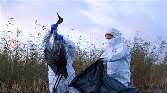 Zahlreiche Tiere sind auch in diesem Jahr bereits der Vogelgrippe zum Opfer gefallen.