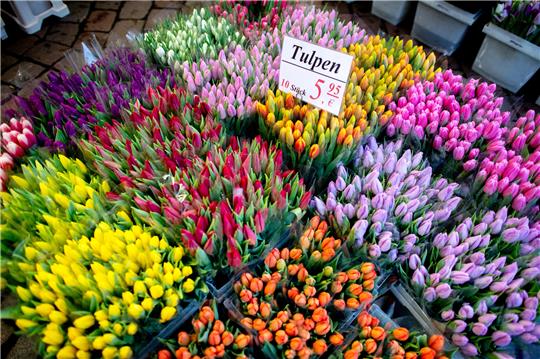 Zahlreiche Tulpen in verschiedenen Farben stehen an einem Stand auf dem Wochenmarkt. Foto: Hauke-Christian Dittrich/dpa