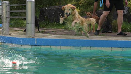 Zahlreiche Vierbeiner haben beim Hundeschwimmen ihren Spaß.