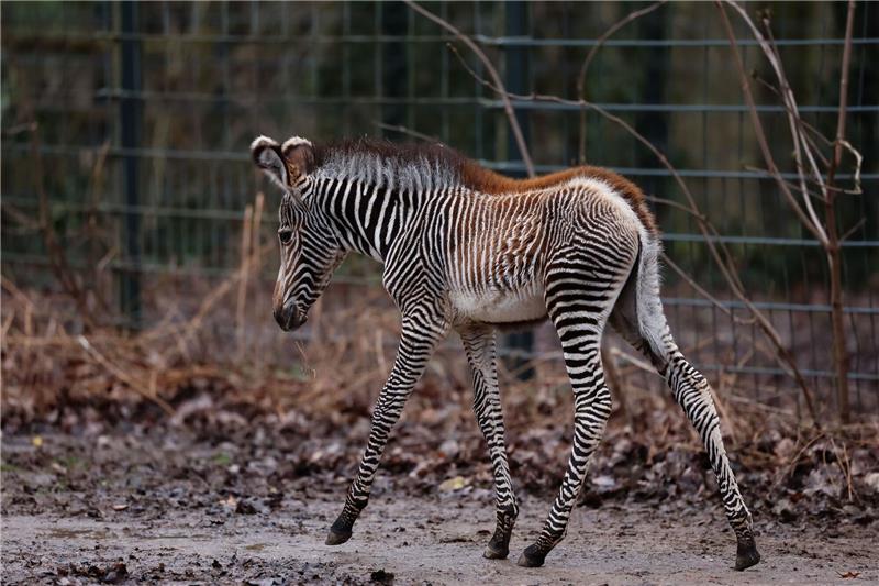 Seltenes Zebra-Fohlen im Nürnberger Tiergarten geboren Zebra-Baby Lumi wurde am 24. Januar 2024 zur Welt gebracht.