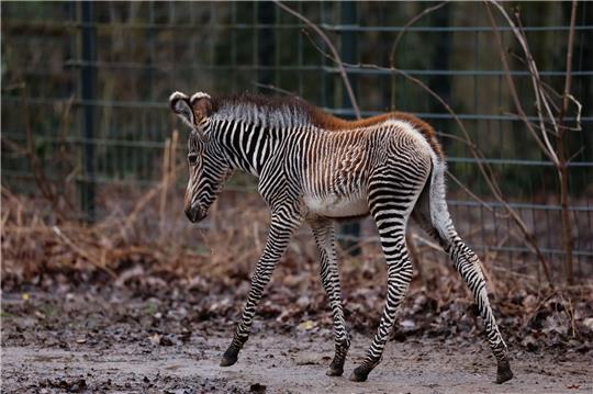Zebra-Baby Lumi wurde am 24. Januar 2024 zur Welt gebracht.