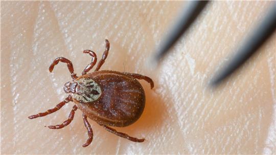 Zecken sind inzwischen ganzjährig aktiv, sie erobern selbst kühle Berglagen und verbreiten das FSME-Virus in ganz Deutschland.(Symboldbild) 