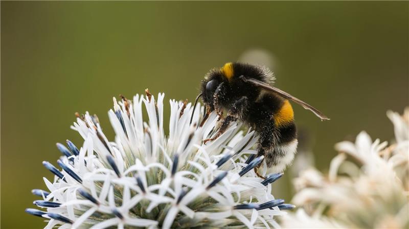 Fast 100 Wildbienenarten in Europa zusätzlich bedroht Zehn Prozent der Wildbienen sind in Europa bedroht (Archivbild)