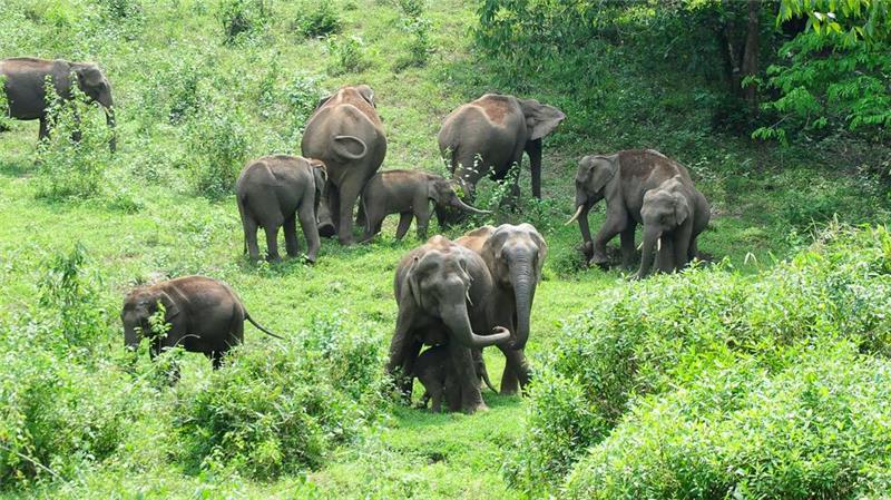 Zehntausende Elefanten leben in Indien. Straßen und Schienen durchschneiden ihre Lebensräume.