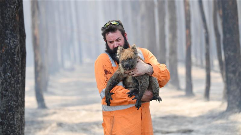 Zehntausende Koalas wurden bei den Waldbränden in den Jahren 2019 und 2020 getötet oder verletzt. (Archivbild)