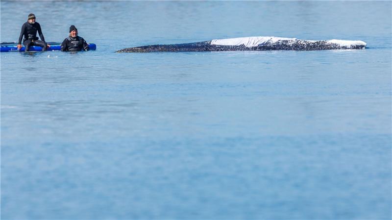 Zeitweise saßen Menschen direkt am Wal nur da. Warum sie nicht auf Abstand gingen, blieb unklar.