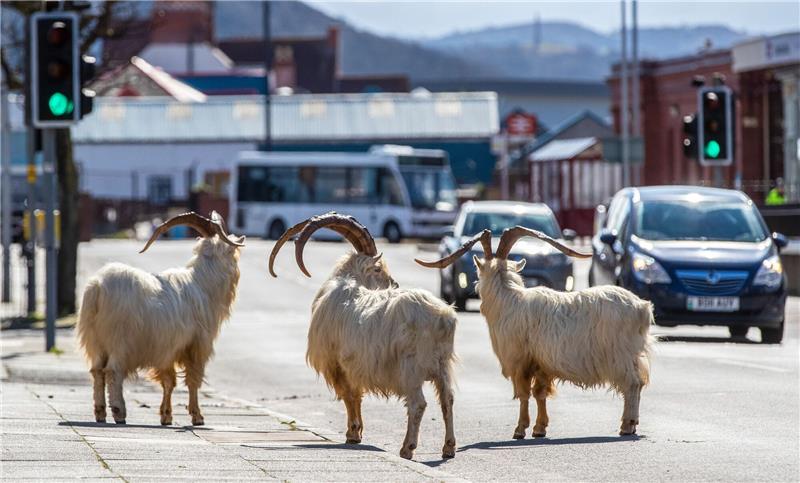 Pause vom Menschen: Tiere nutzten Lockdown-Phasen Ziegen stehen im Frühjahr 2020 auf einer Straße im walisischen Llandudno, die aufgrund der Corona-Ausgangsbeschränkungen nur schwach befahren ist.