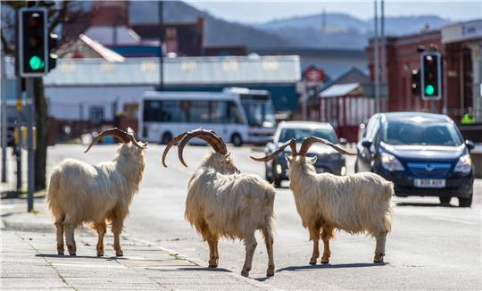 Ziegen stehen im Frühjahr 2020 auf einer Straße im walisischen Llandudno, die aufgrund der Corona-Ausgangsbeschränkungen nur schwach befahren ist.