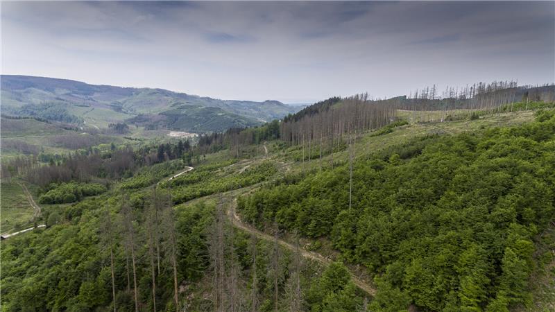 Altenau: Wie Kaltblüter bei der Walderneuerung helfen Ziel ist es, aus den gleichförmigen Fichten einen widerstandsfähigen Mischwald zu formen.