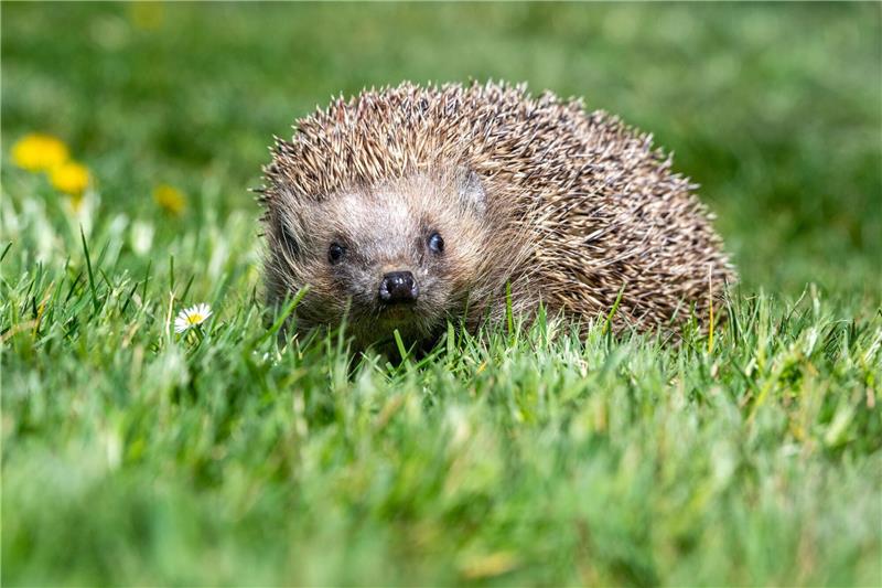 Wo sind Igel und Maulwürfe? Bürger sollen Forschern helfen Ziel ist es unter anderem, erstmals flächendeckend belastbare Zahlen zu Igel-Beständen zu ermitteln.