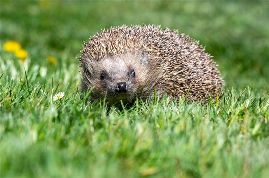 Ziel ist es unter anderem, erstmals flächendeckend belastbare Zahlen zu Igel-Beständen zu ermitteln.