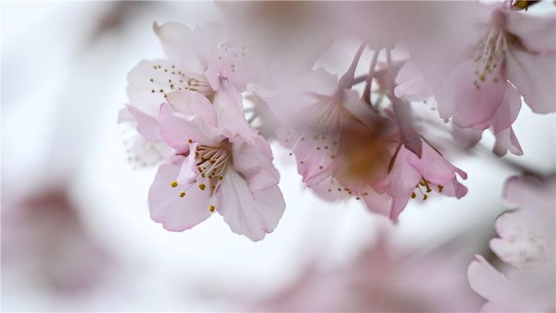 Zierkirsche blüht – rosa Frühlingsgruß aus einem Berliner Garten