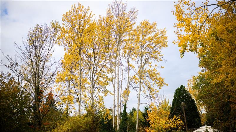 Zitterpappel wird Baum des Jahres – Lebensretterin im Wald Zitterpappeln stehen an einem Parkplatz. Die Zitterpappel ist Baum des Jahres 2026.
