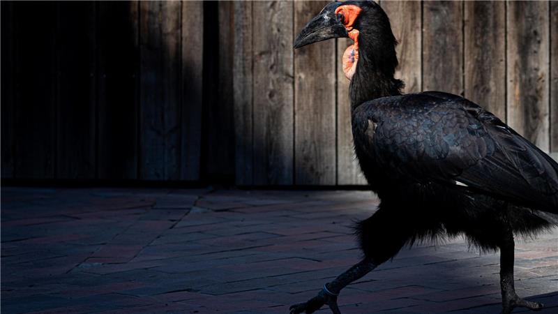 Zoos schützen Nandus, Keas und Co. vor Vogelgrippe Zoos und Tierparks in Niedersachsen und Bremen wappnen sich gegen die Ausbreitung der Geflügelpest - auch der Zoo Hannover. (Archivfoto)