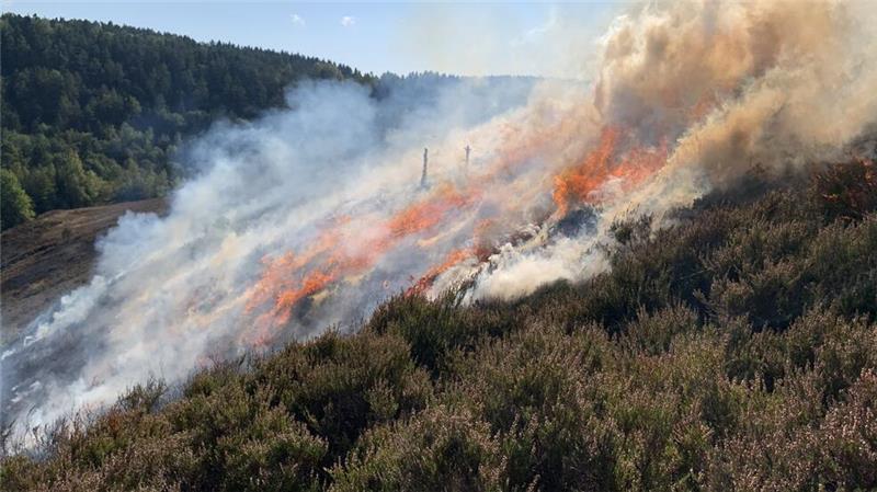 Zu den Pflegemaßnahmen der Heide gehört auch das kontrollierte Abbrennen der Heide, so wie in diesem September.