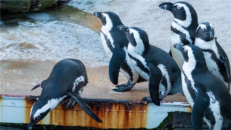 So tippen die Niedersachsen-Orakel Zu den tierischen Orakeln in Niedersachsen gehört auch eine Brillen-Pinguin-Dame aus dem Zoo Hannover. (Archivbild)