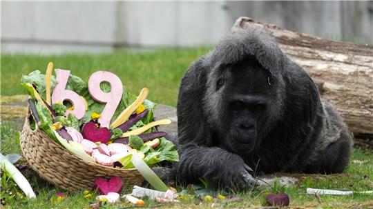 Zu ihrem Ehrentag gibt es einen Korb voller Gemüse für die Gorilla-Dame. 