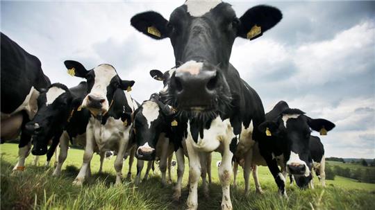 Zu viel Bürokratie oder notwendige Hilfe für Bauern - ein Vorschlag der EU-Kommission sorgt für Streit unter Landwirten. (Archivfoto)