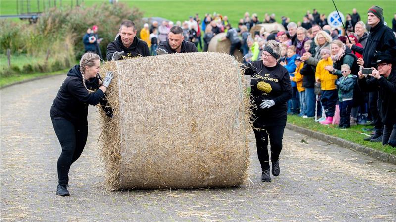 Zu viert wird der rund 200 Kilogramm schwere Strohballen gerollt. 