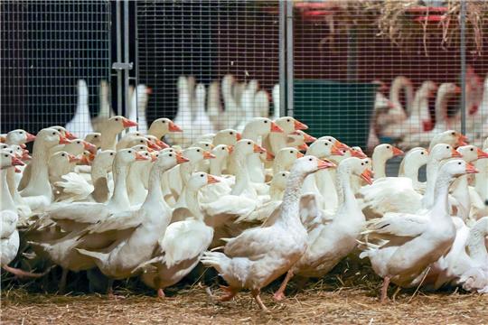 Zuchtgänse laufen durch einen Stall. An Weihnachten wird nach Befürchtung von Geflügelzüchtern wegen der kursierenden Vogelgrippe so mancher auf die traditionelle Weihnachtsgans verzichten müssen.