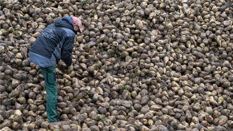 Wie eine Zikade Zuckerrüben und Kartoffeln bedroht Zuckerrüben sind von einem kleinen Insekt bedroht, der Schilf-Glasflügelzikade. (Archivbild)