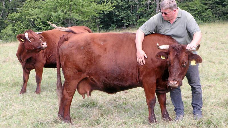 Hetzjagd auf der Har mit tödlichem Ausgang für ein Rind Züchter Daniel Morick streichelt eine seiner Kühe, die derzeit auf der Weide in der Har stehen.