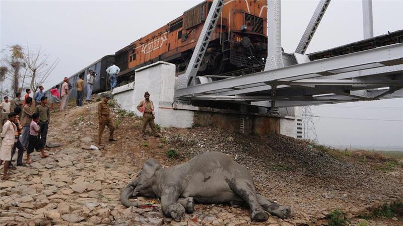 Zugstrecken in Indien sind nicht gesichert. Deswegen kommt es häufig zu Wildunfällen.