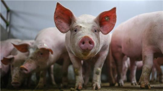 Zum 1. August soll die staatliche Kennzeichnung für die Tierhaltung in Kraft treten - die Branche sieht noch Nachbesserungsbedarf. (Archivfoto) 