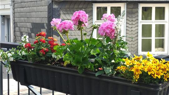 Ein bunt bepflanzter Blumenkasten 