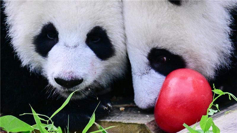 Zum Geburtstag gab es Eismurmeln im Berliner Zoo.